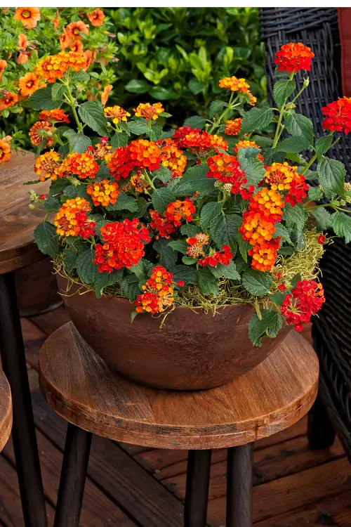 Commonly Occurring Poisonous Flowers