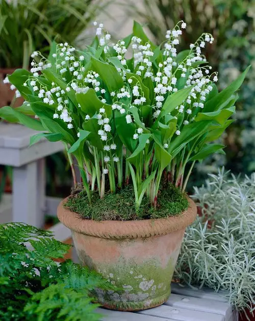 Splendid Perennial Flowers that Bloom for Decades 2