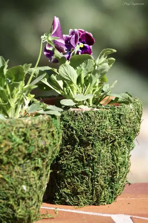 Moss Covered Pot