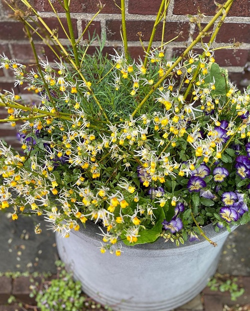 top best Popular Varieties of Nemesia