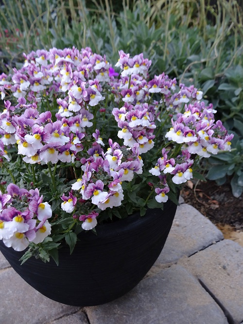 Growing Requirements for Nemesia