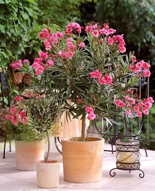 Amazing Common Flowers that are Poisonous