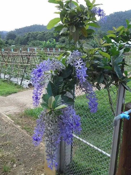 best Communal Flowers That Contains Poison 