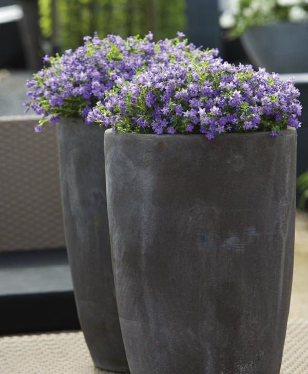 Patio and Balcony Planter Ideas