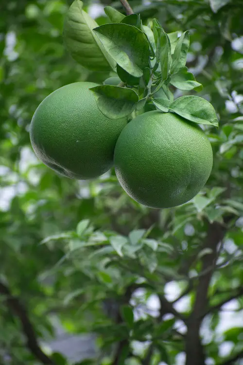 Taking Care of Pomelo