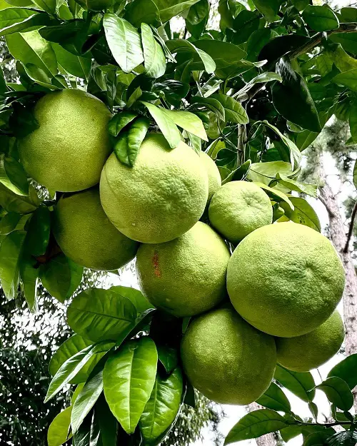 Requirements for Growing Pomelo