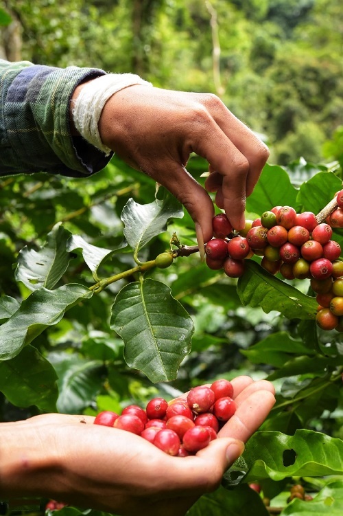 hand Tips on Harvesting Coffee