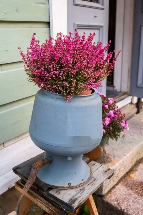 amazing Flowers that Bloom in Late Fall and Winter 7
