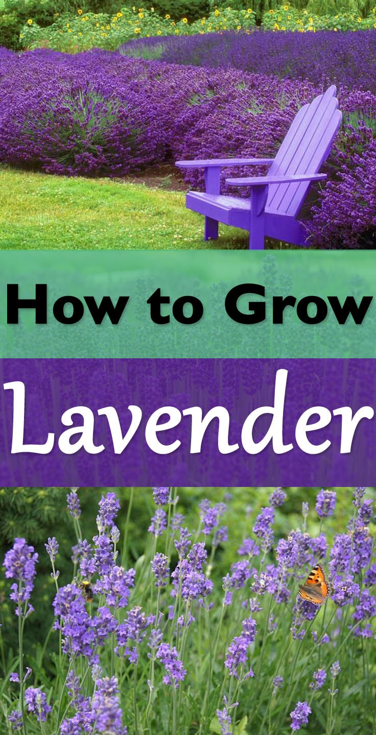 Best Time To Plant Lavender Plants Uk at jamesacastro blog