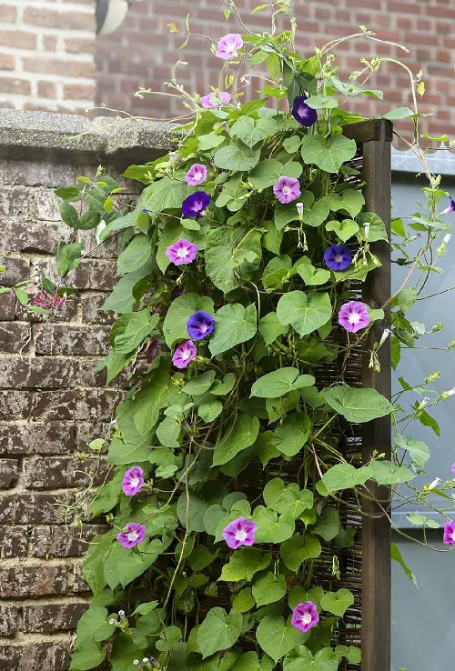 Communal Flowers That Contains Poison 