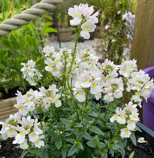 Planting Nemesia