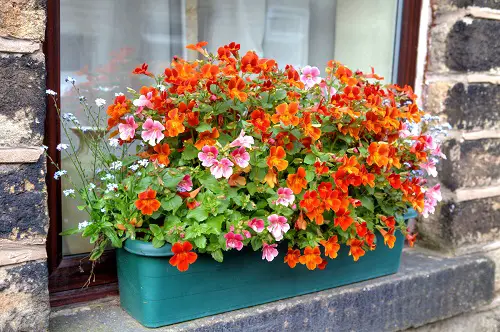 How to Grow Nemesia