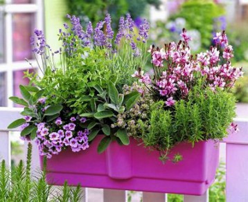 plants for south facing balcony_mini