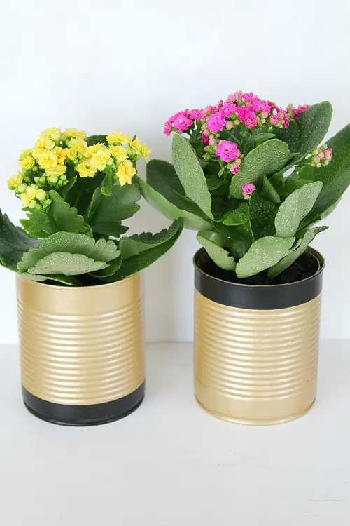 Recycled Cans for plant