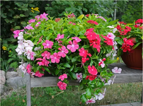 Typical Poisonous Flowers
