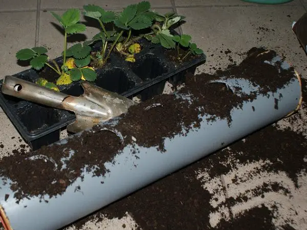strawberry in rain gutter