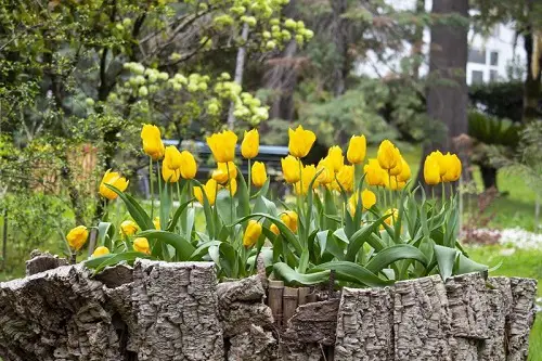 Typical Poisonous Flowers in garden