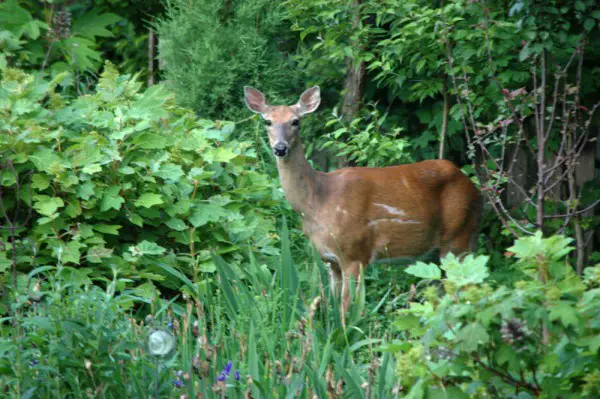 01-deer