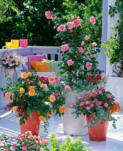 Best Varieties for Small Rose Garden