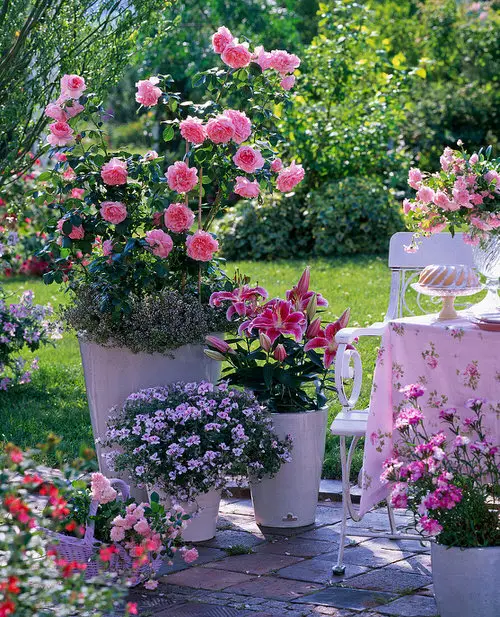 Patio Rose Garden 3
