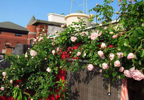 Small Rose Garden 12