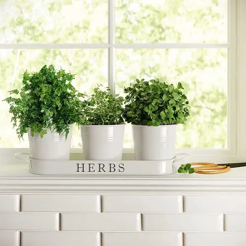 Planting a Windowsill Herb Garden