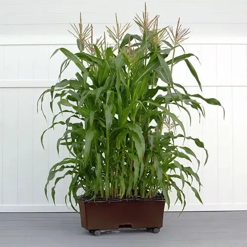 Container to Grow Corn in Pots