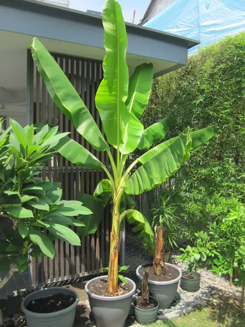 Requirements for Growing Banana Trees in Pots