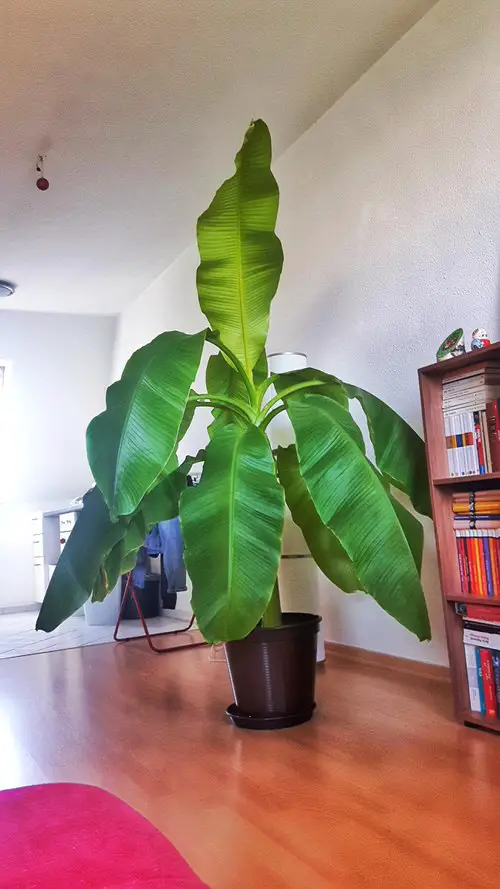 Overwintering a Banana Tree