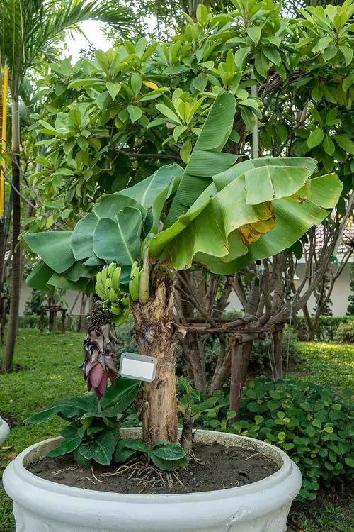 Growing Banana Trees in Pots
