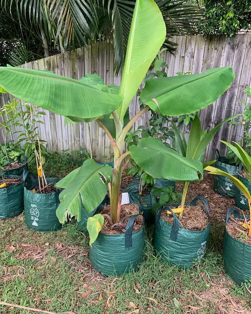 Growing Banana Trees in Pots