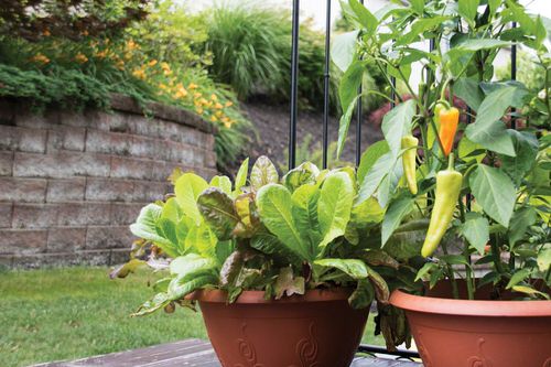 Patio Vegetable Garden