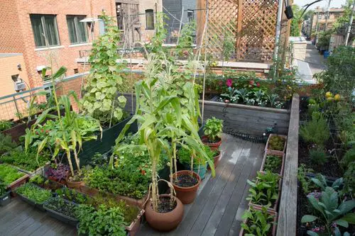 Rooftop Vegetable Garden