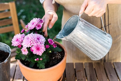 Taking Care of Chrysanthemums in Pots