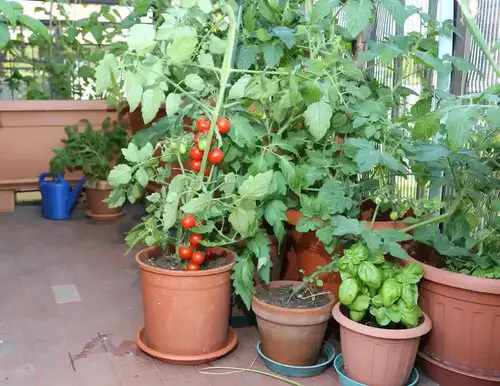 Urban Vegetable Garden on a Balcony