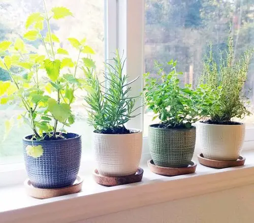 How to Make a Windowsill Herb Garden