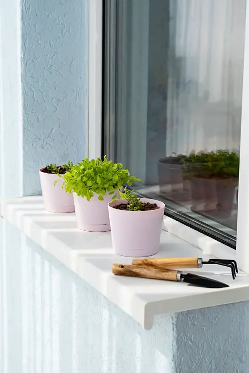Windowsill Herb Garden Ensure Sufficient Drainage