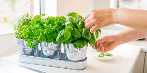 Harvesting Windowsill Herbs
