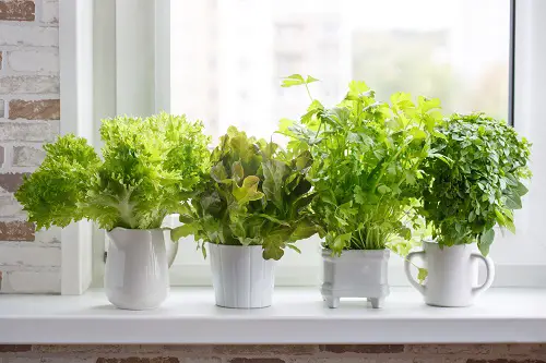 Windowsill Herb Garden Care