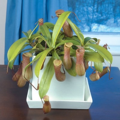 growing carnivorous plants