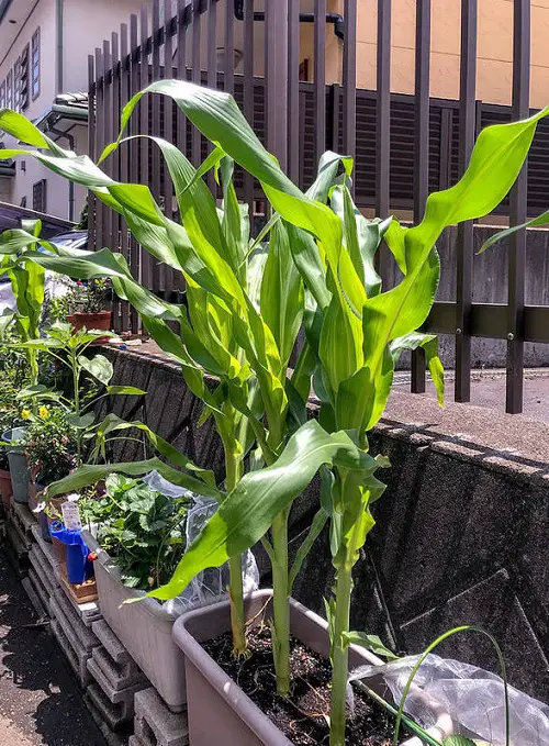 Care of Corn in Containers