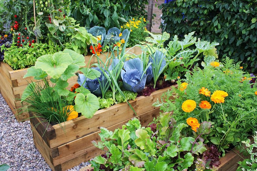 How to Make an Urban Vegetable Garden | City Vegetable Garden