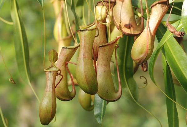 pitcher-plant_mini
