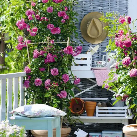 beautiful Tall Plants for Balcony Privacy 13 
