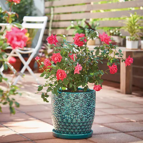 Small Rose Garden 2