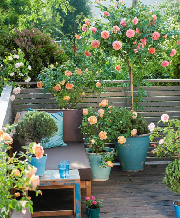 Small Rose Garden | Growing Roses in Containers (Balcony, Patio and ...