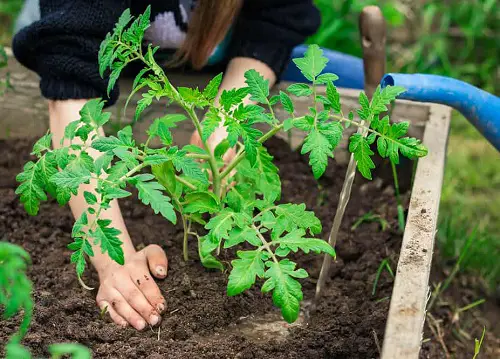 Epsom Salt for Greener Tomato Foliage