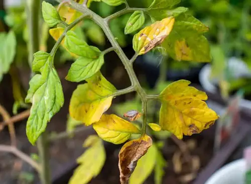Epsom Salt to Fix Yellowing Tomato Leaves