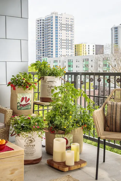 City Vegetable Garden