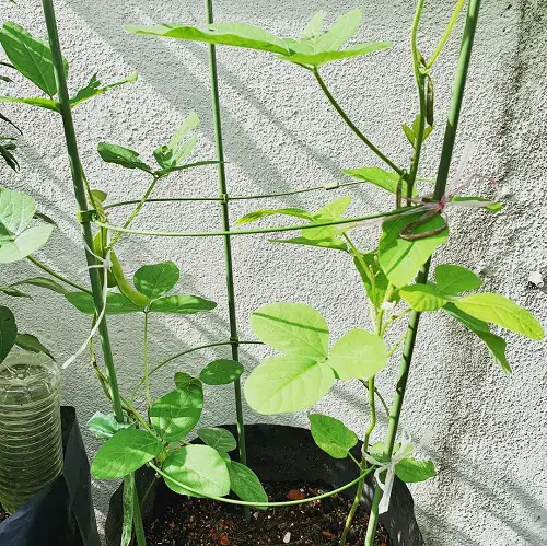 Edamame Beans Care3